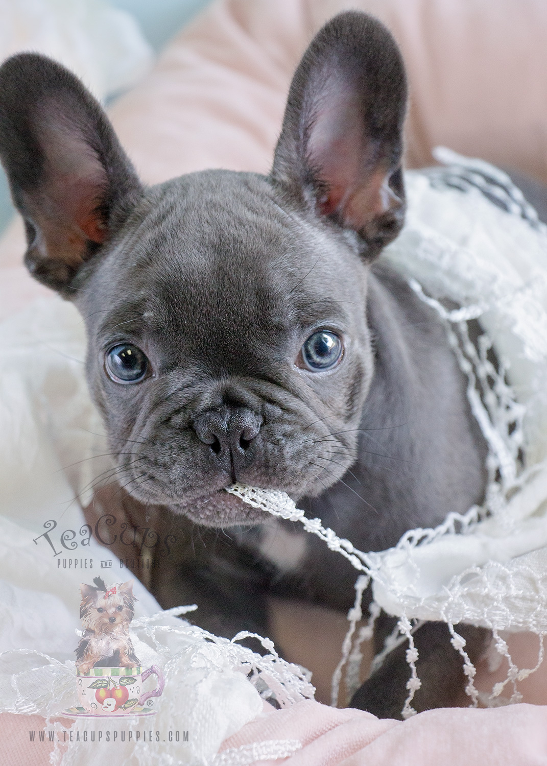 Female Blue French Bulldog Puppy by Teacups Puppies