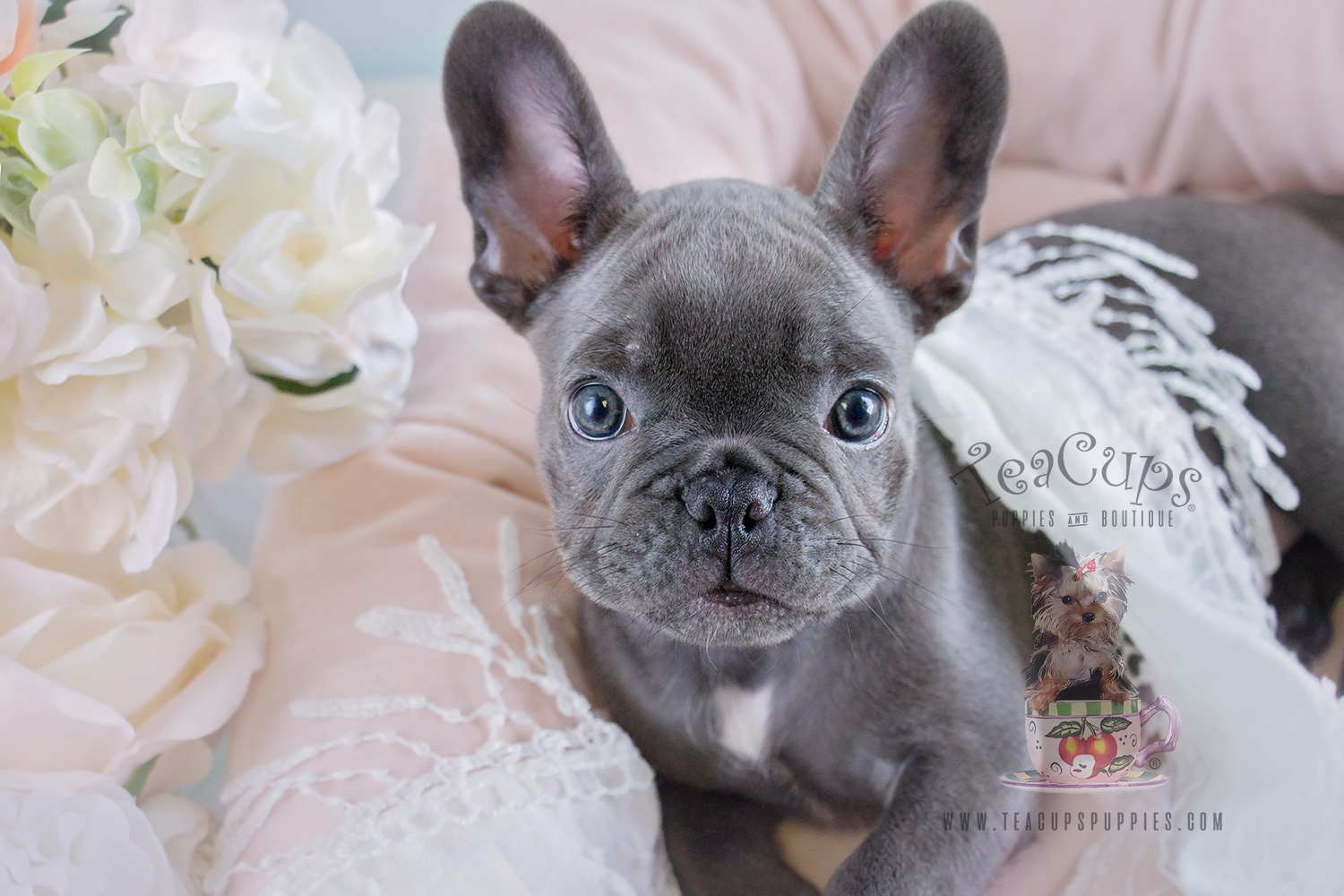 Blue Frenchie Puppies Davie Florida | Teacup Puppies ...