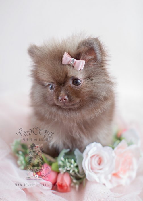 Chocolate Pomeranian Puppy ID #007 For Sale by TeaCups