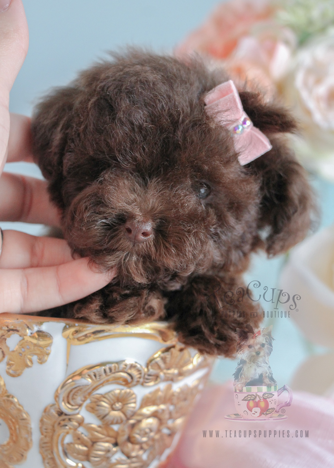 Available at Teacups Puppies and Boutique, Female Chocolate Poodle