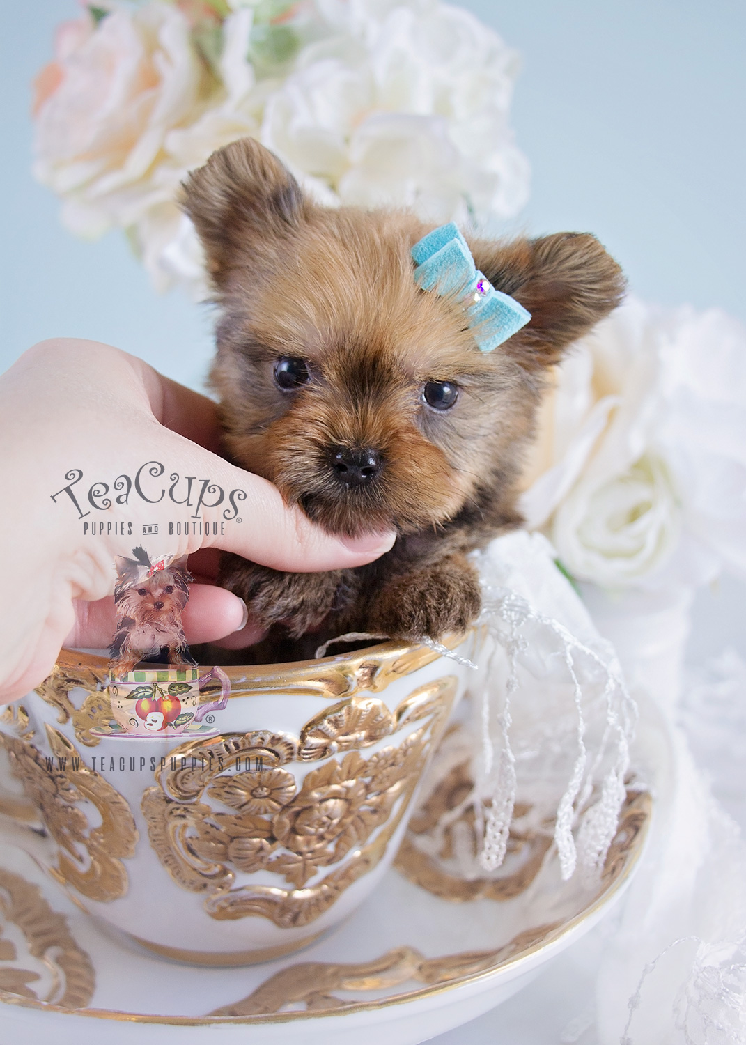 Adorable Yorkie Puppy For Sale in Broward Teacups, Puppies & Boutique