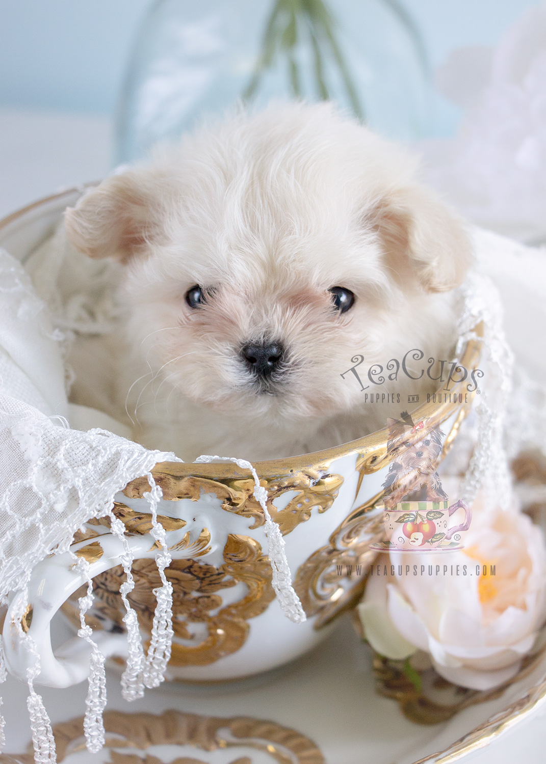 Micro Teacup Maltese Puppy 188 For Sale Teacup Puppies & Boutique