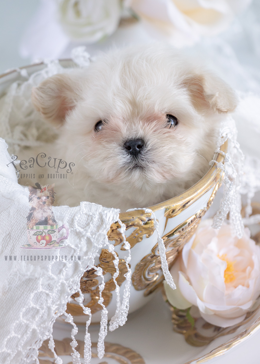 The Most Darling Maltese You Have Ever Seen! Teacups, Puppies & Boutique