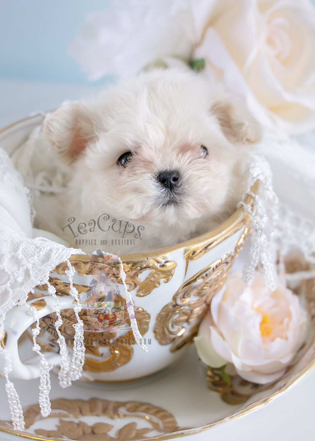 The Most Darling Maltese You Have Ever Seen! Teacups, Puppies & Boutique
