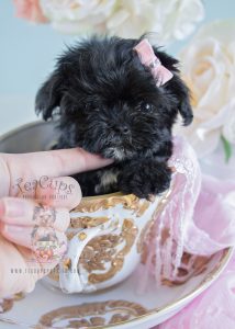 Micro-Teacup Maltipoo Puppy For Sale