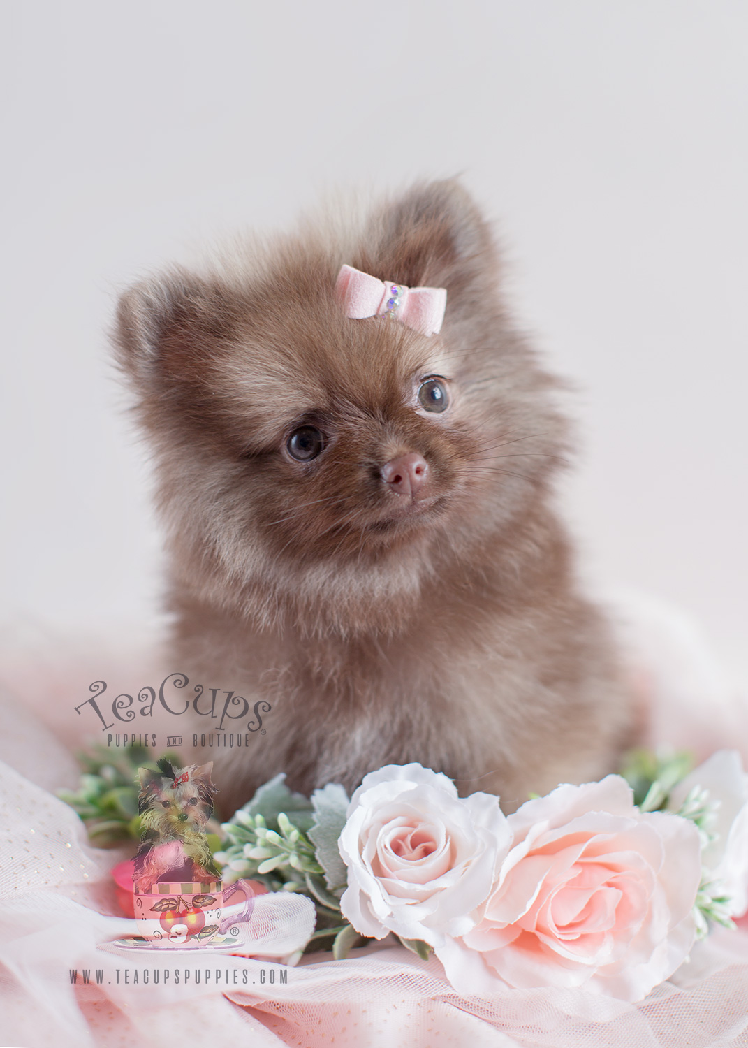 Pomeranian Puppy