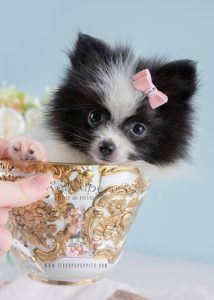Cute Pomeranian puppy for sale by TeaCup Puppies in South Florida