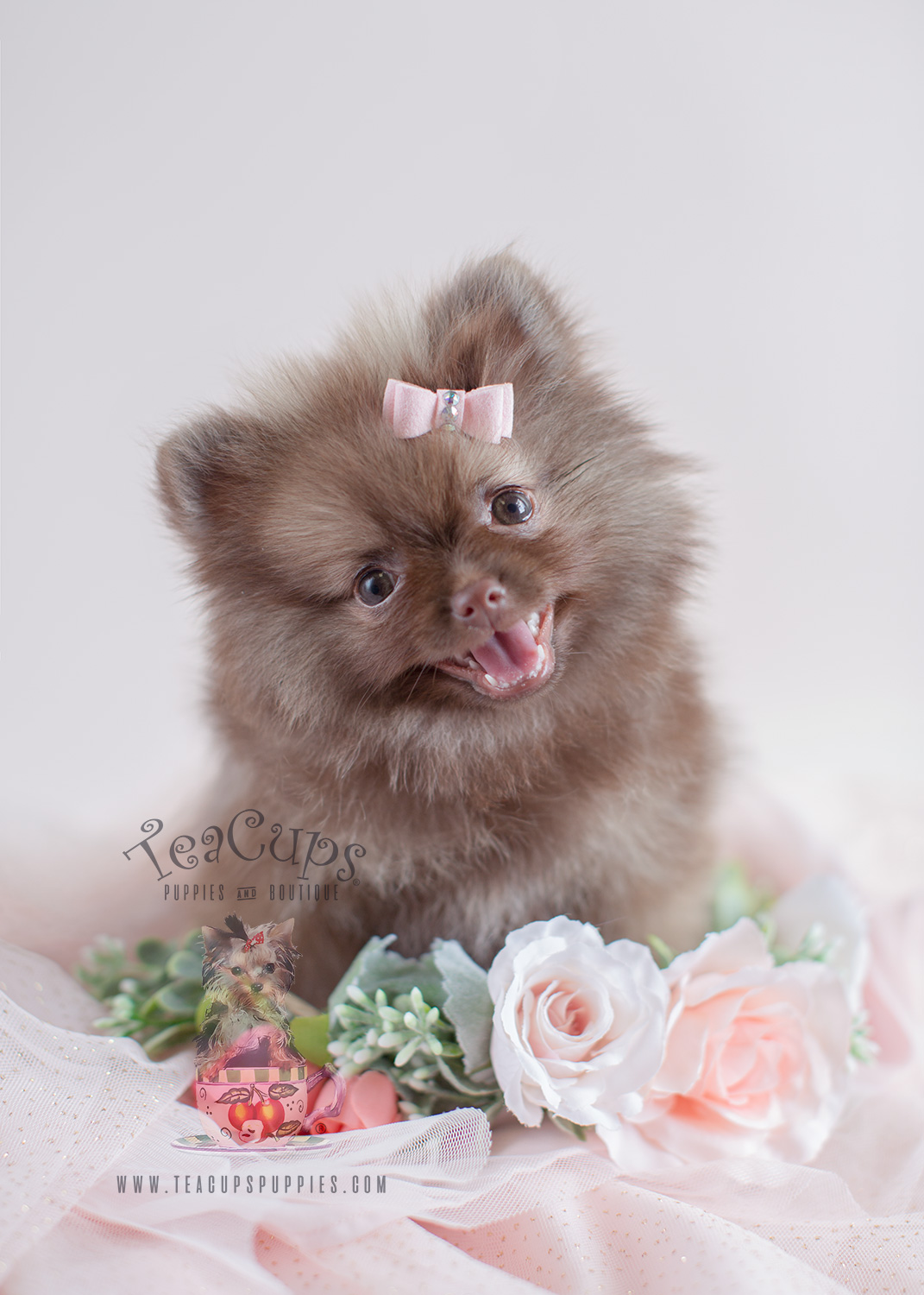 Teacup Pomeranians and Toy Pomeranian Puppies