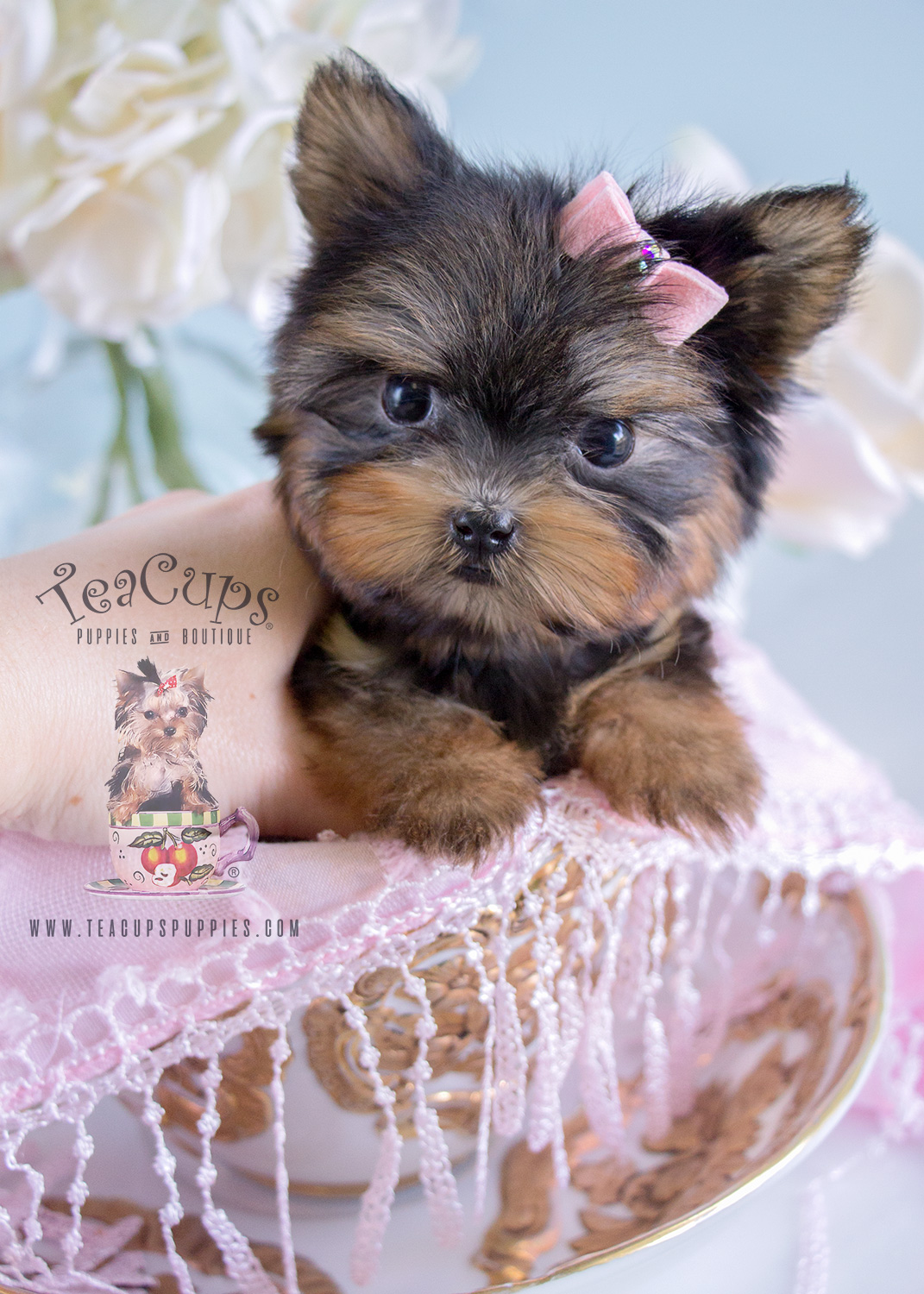 Tiniest Teacup Yorkie Puppy For Sale