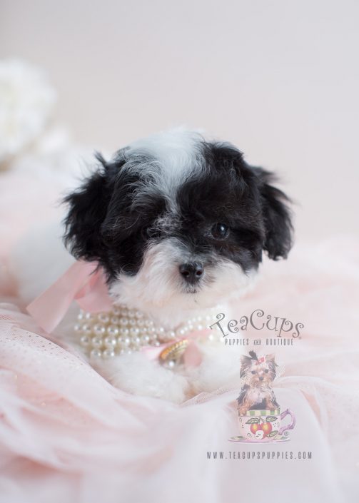 Adorable Toy Poodle Puppy For Sale