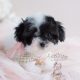Adorable Toy Poodle Puppy For Sale