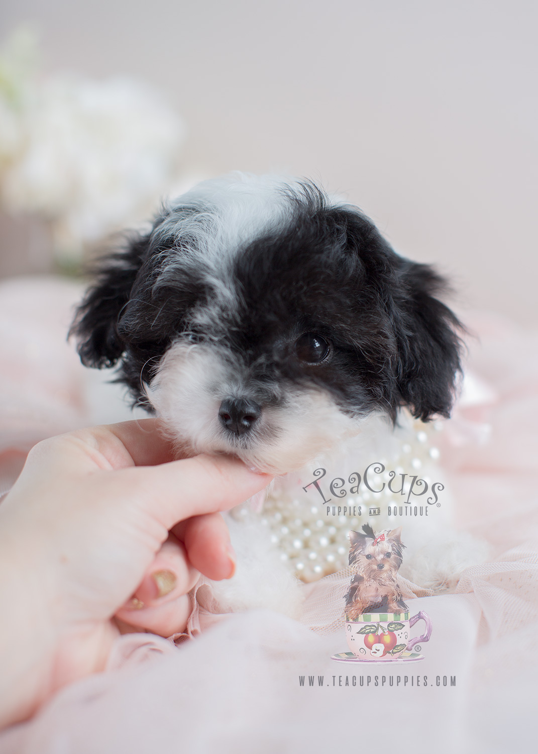 Teacup Poodles and Toy Poodle Puppies For Sale