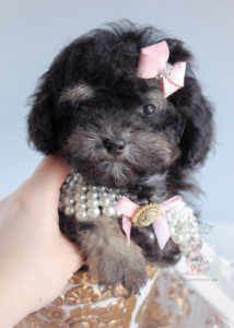 #243 Teacup Puppies Black Poodle Puppy For Sale