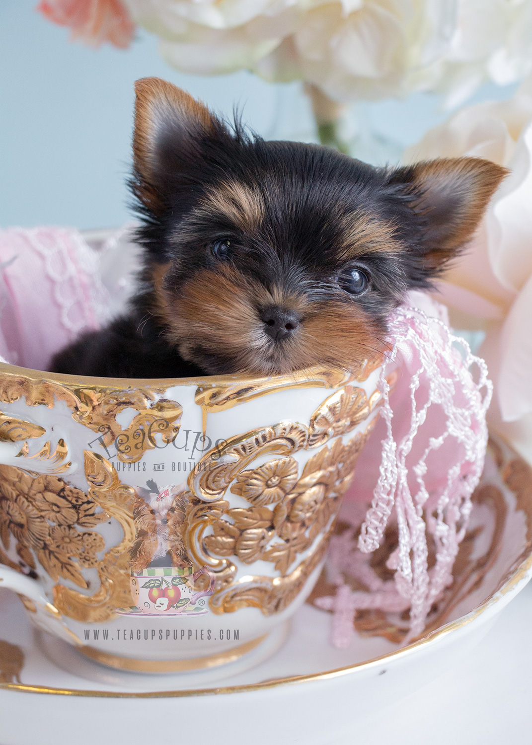 Teacup Yorkie Puppy For Sale #233 Teacup Puppies