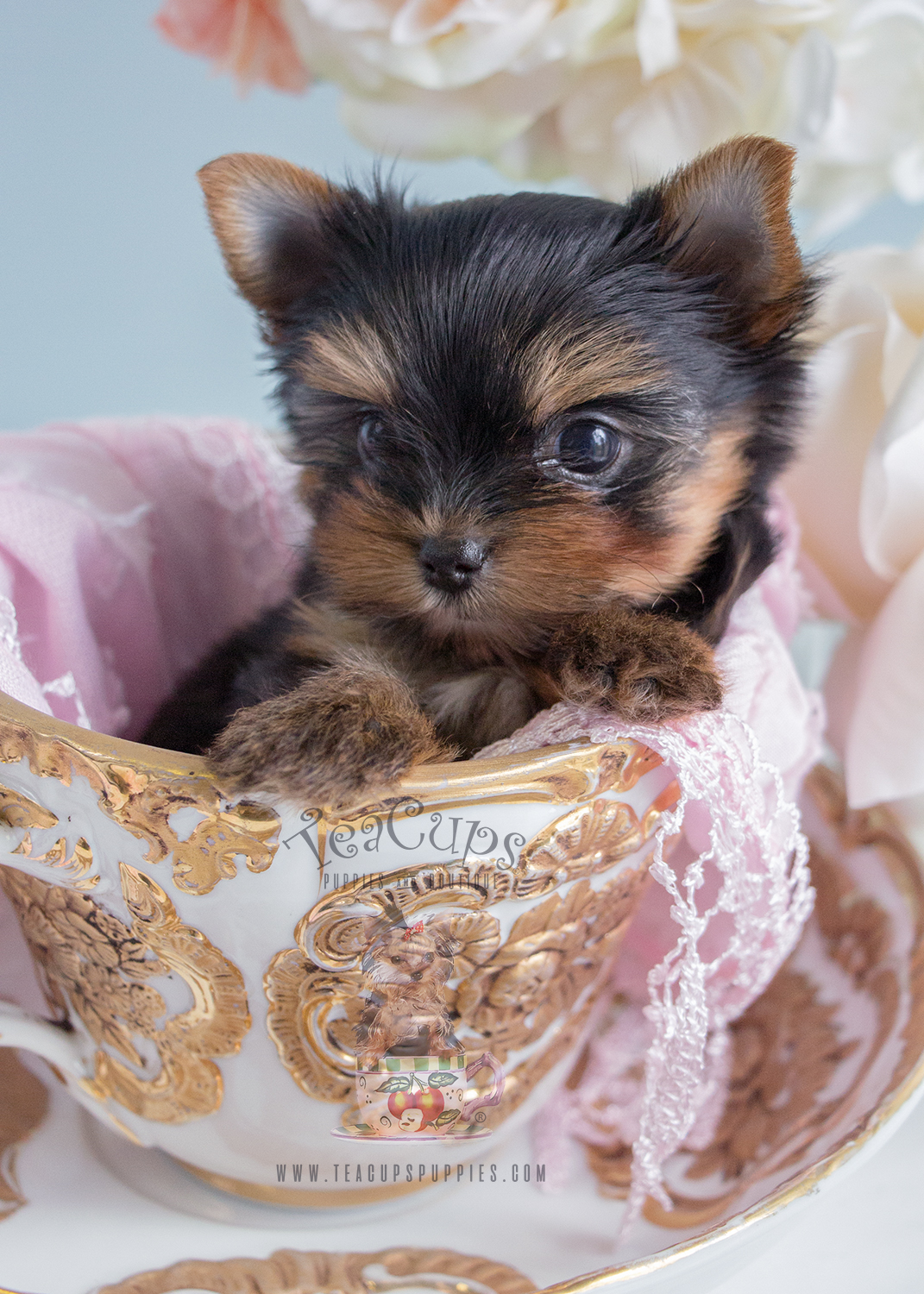 Teacup Puppies Teacup Yorkie Puppy For Sale #233