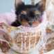 #233 Teacup Yorkie Puppy For Sale