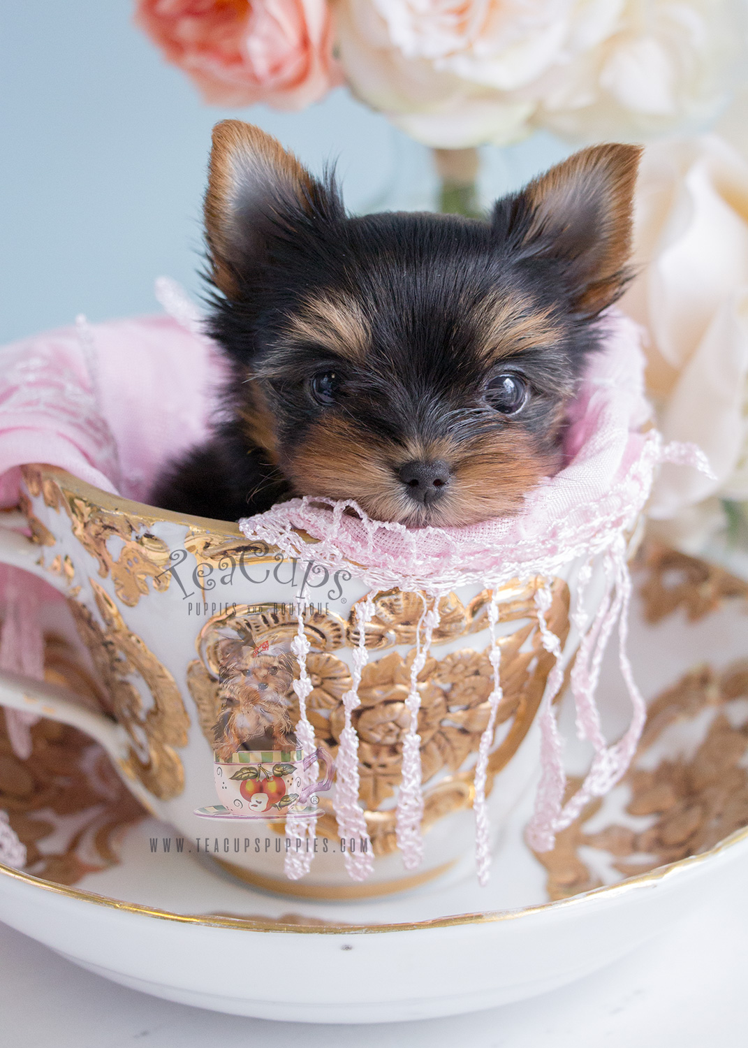 #233 Teacup Yorkie Puppy For Sale