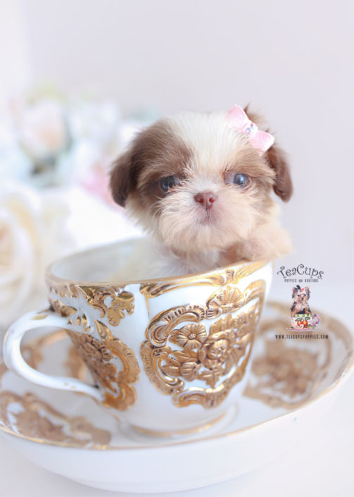 Super Miniature Imperial Shih Tzu | Goldenacresdogs.com OO-77