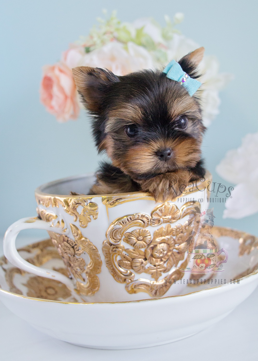 Yorkie Puppy For Sale Teacups Puppies