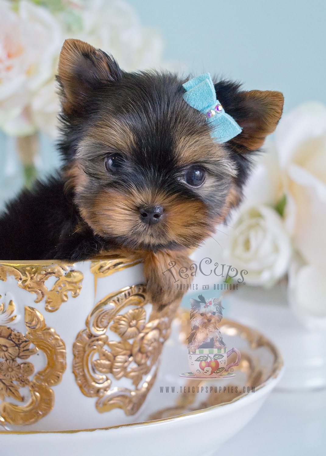 Yorkie Puppy For Sale Teacups Puppies