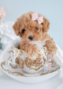 Puppy For Sale 252 Teacup Puppies Beautiful Poodle