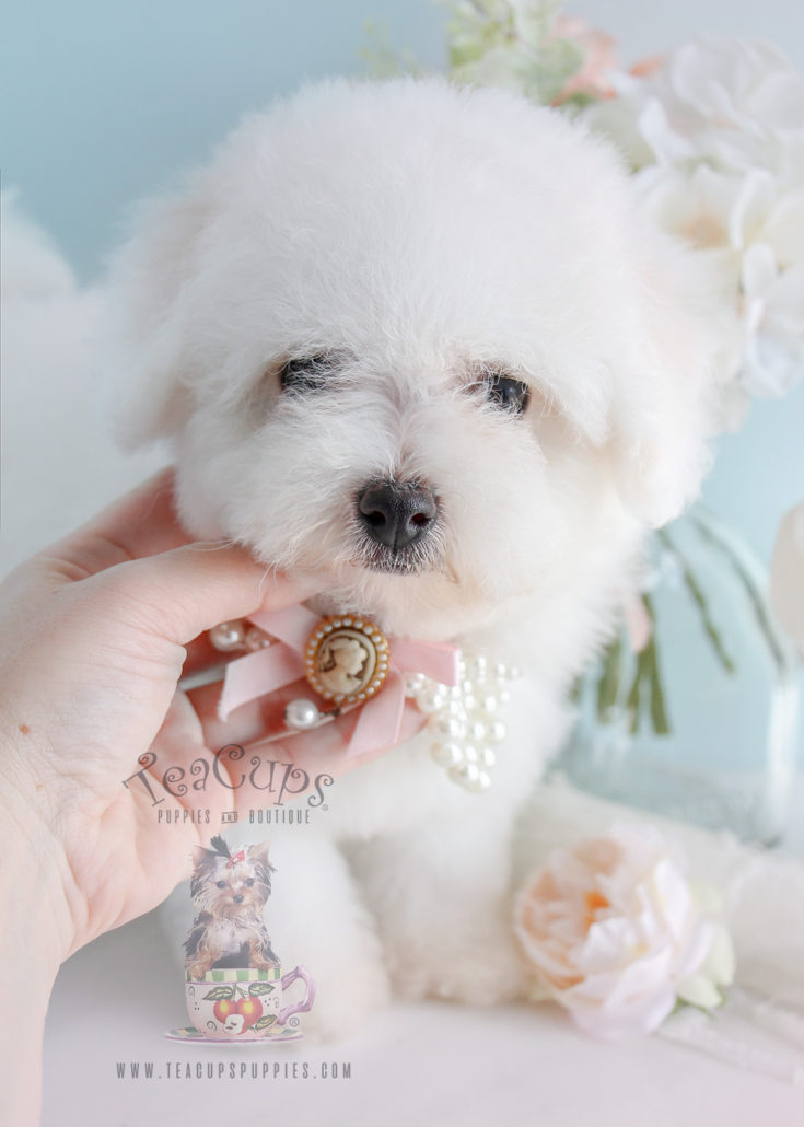 Bichon Frise Puppy For Sale 263 Teacup Puppies Teacup Puppies & Boutique