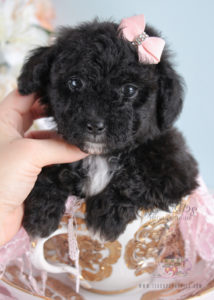 For Sale 253 Teacups Puppies Black Poodle Puppy