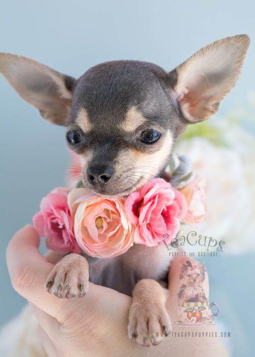 Teacup Chihuahuas and Chihuahua Puppies For Sale by ...