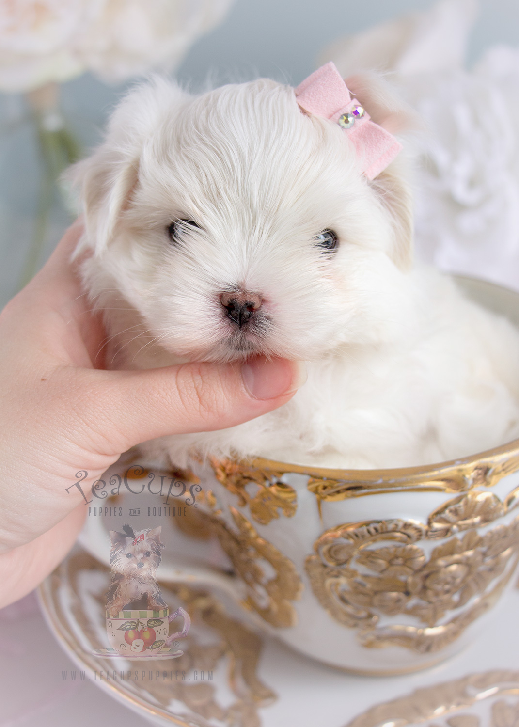 Teacup Puppies Adorable Maltese Puppy For Sale Teacup Puppies & Boutique