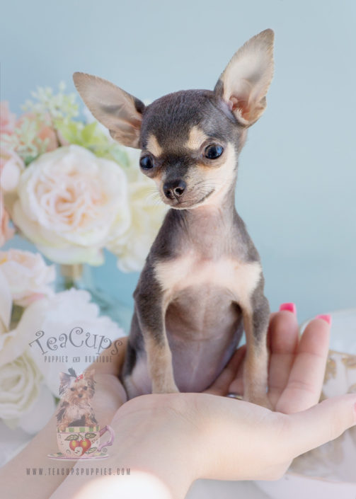 Teacup Chihuahuas and Chihuahua Puppies For Sale by TeaCups, Puppies