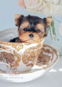 For Sale Teacup Puppies #281 Teacup Morkie Puppy