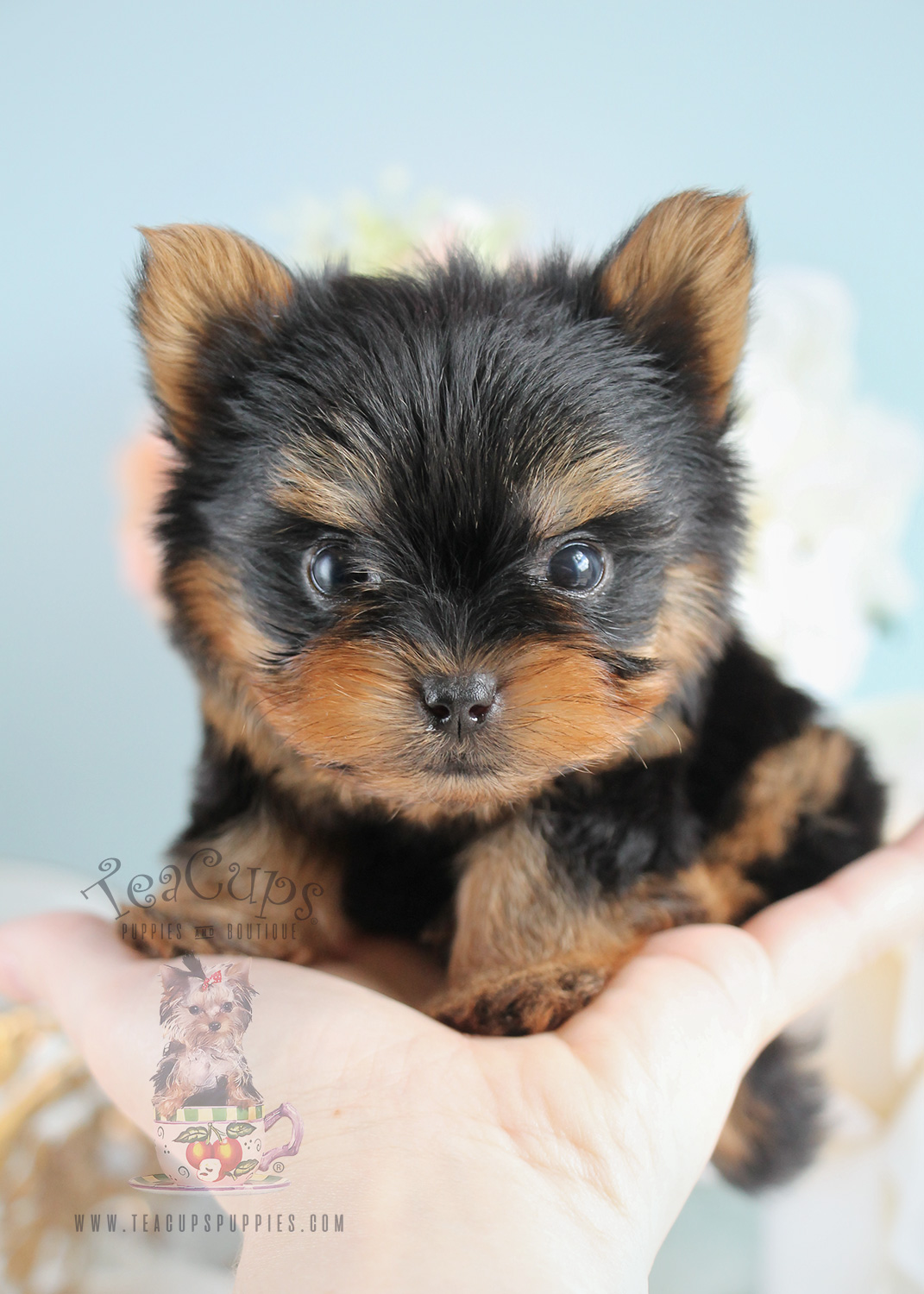 Dog Collars For Sale Dog Collars For Sale