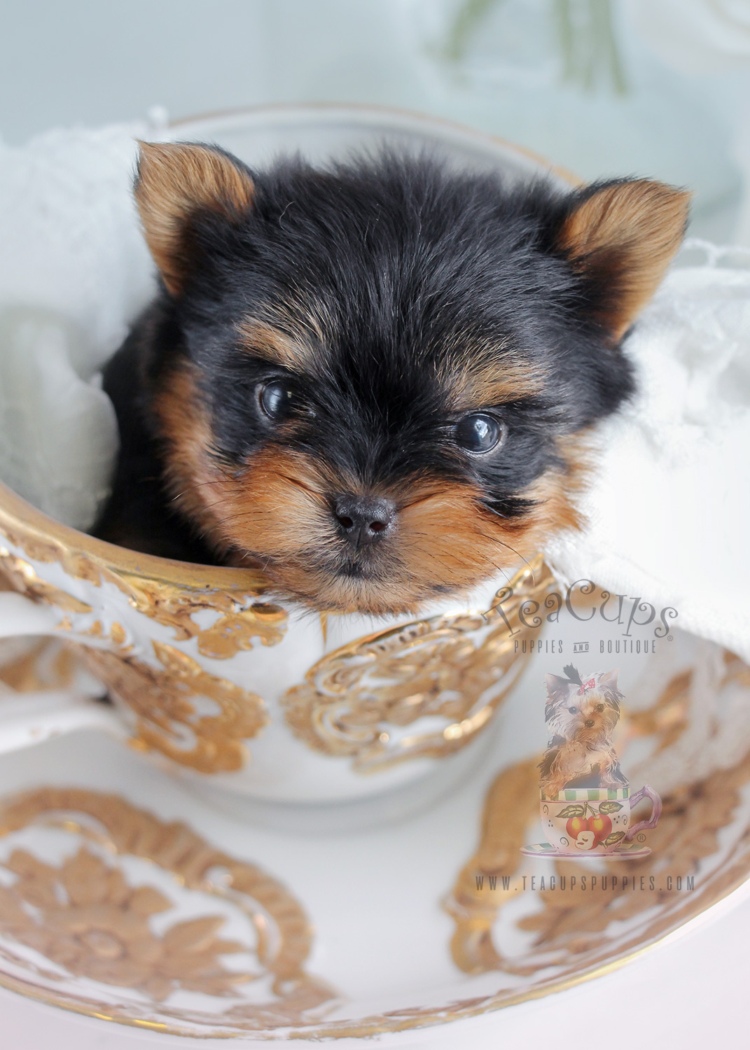 Teacup Yorkie Puppies Sale 2024 Calendar Ranee Casandra
