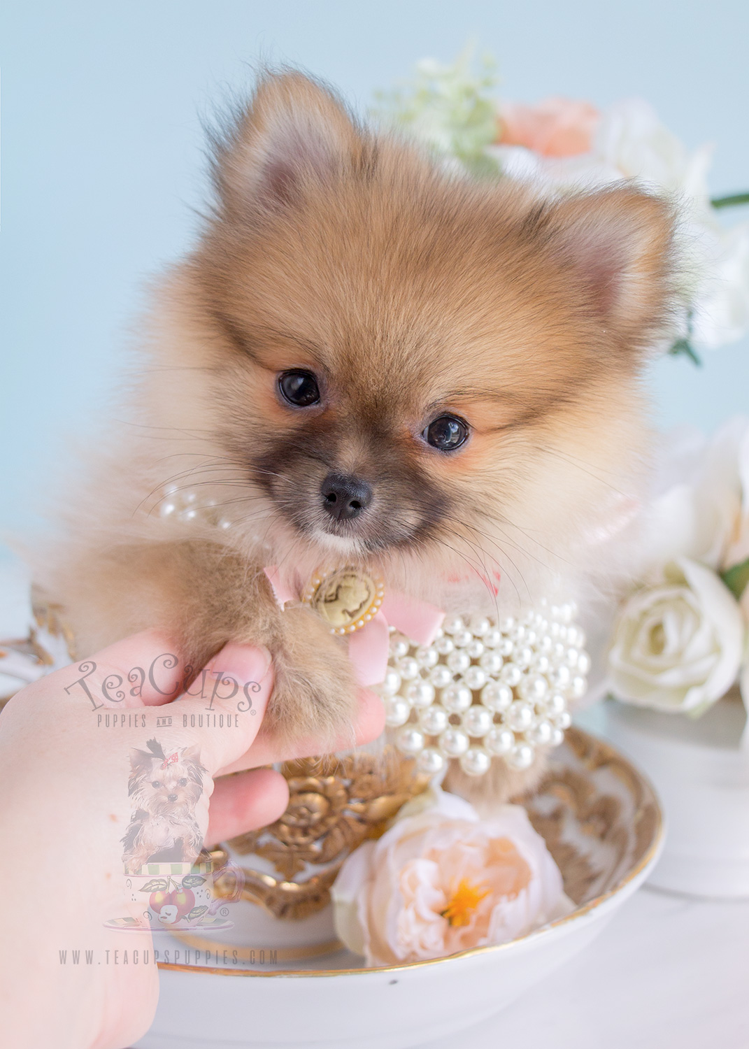 Adorable Pomeranian Puppy Teacups, Puppies & Boutique