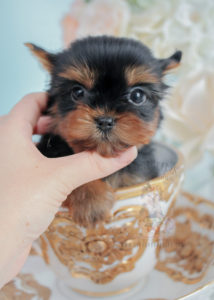 Puppy For Sale #275 Tiny Yorkie