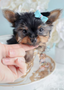 Puppy For Sale #269 Teacup Puppies Tiny Yorkie