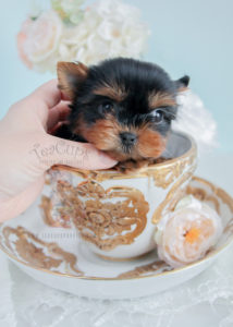 For Sale #275 Tiny Yorkie Puppy