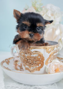Puppy For Sale #275 Tiny Yorkie