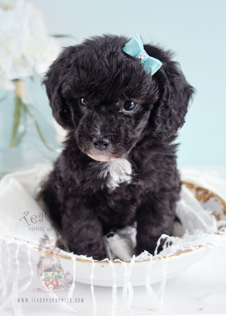 Toy Poodle Puppy For Sale 256 Teacup Puppies Teacup Puppies & Boutique
