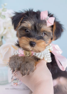 For Sale 259 Teacup Puppies Toy Yorkie Puppy