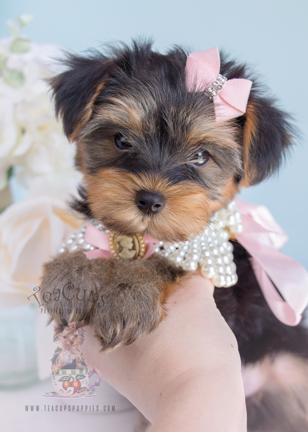 Toy Yorkshire Terrier – Wow Blog Toy Yorkshire Terrier – Wow Blog
