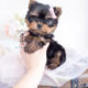 Yorkie Puppy by TeaCups