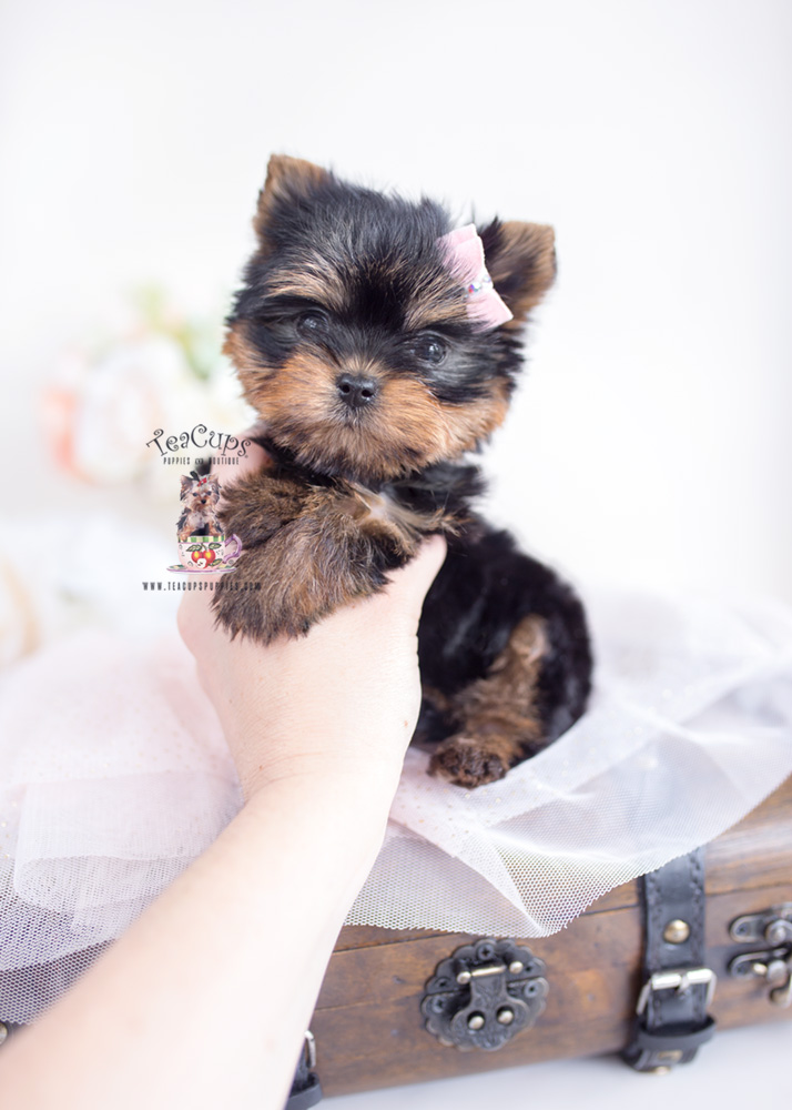 Yorkie Puppy by TeaCups
