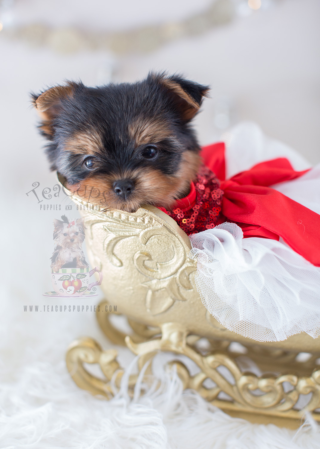 For Sale Teacup Puppies #319 Beautful Yorkie Puppy