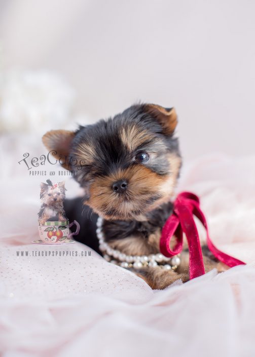 Yorkie Puppies For Sale Teacup Puppy Boutique