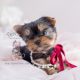 Yorkie Puppies For Sale Teacup Puppy Boutique