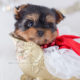 For Sale Teacup Puppies #319 Beautiful Yorkshire Terrier Puppy