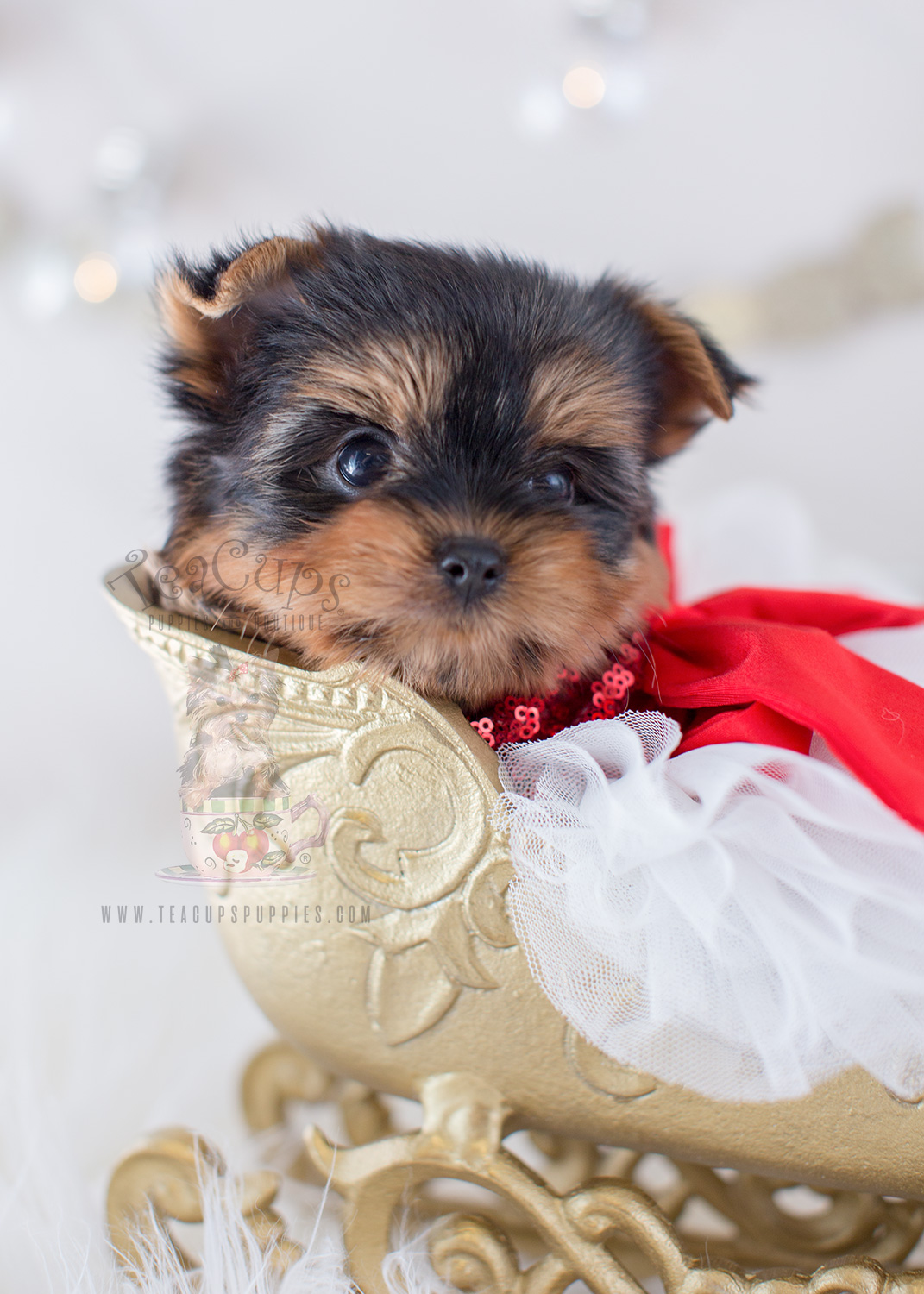 For Sale Teacup Puppies #319 Beautiful Yorkshire Terrier Puppy