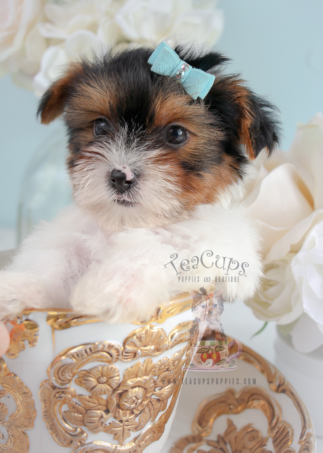 For Sale 285 Teacup Puppies Biewer Yorkie Terrier Puppy Teacup Puppies & Boutique