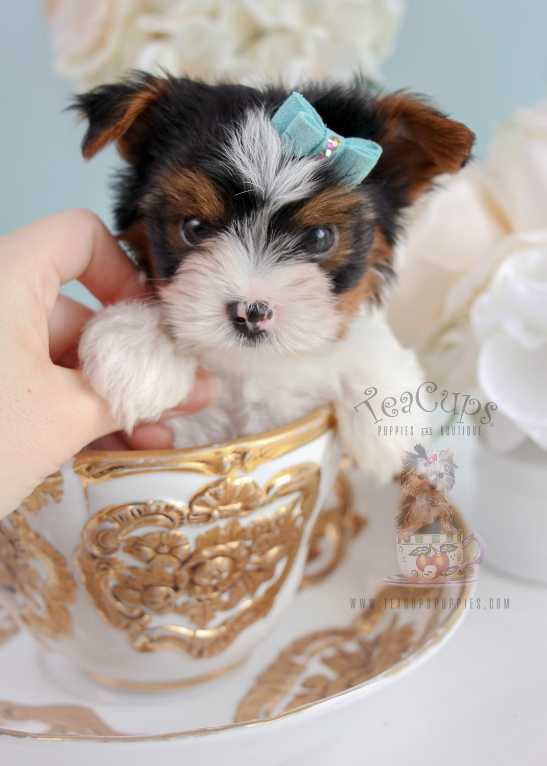 For Sale 286 Teacup Puppies Biewer Yorkie Terrier Teacup Puppies & Boutique